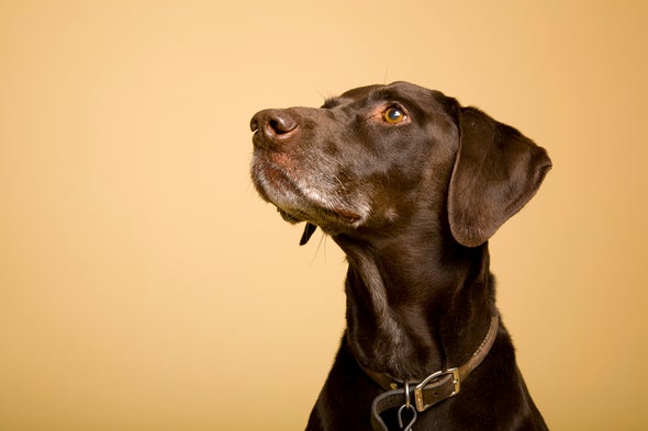 Dogs Detect the Scent of Seizures