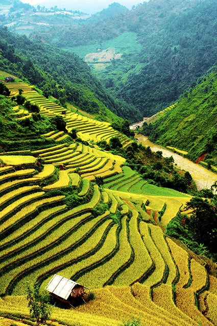 Genetic Tweaks Reduce Pollution from Growing Rice - Scientific American