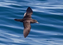 'Plasticosis' in Seabirds Could Herald New Era of Animal Disease
