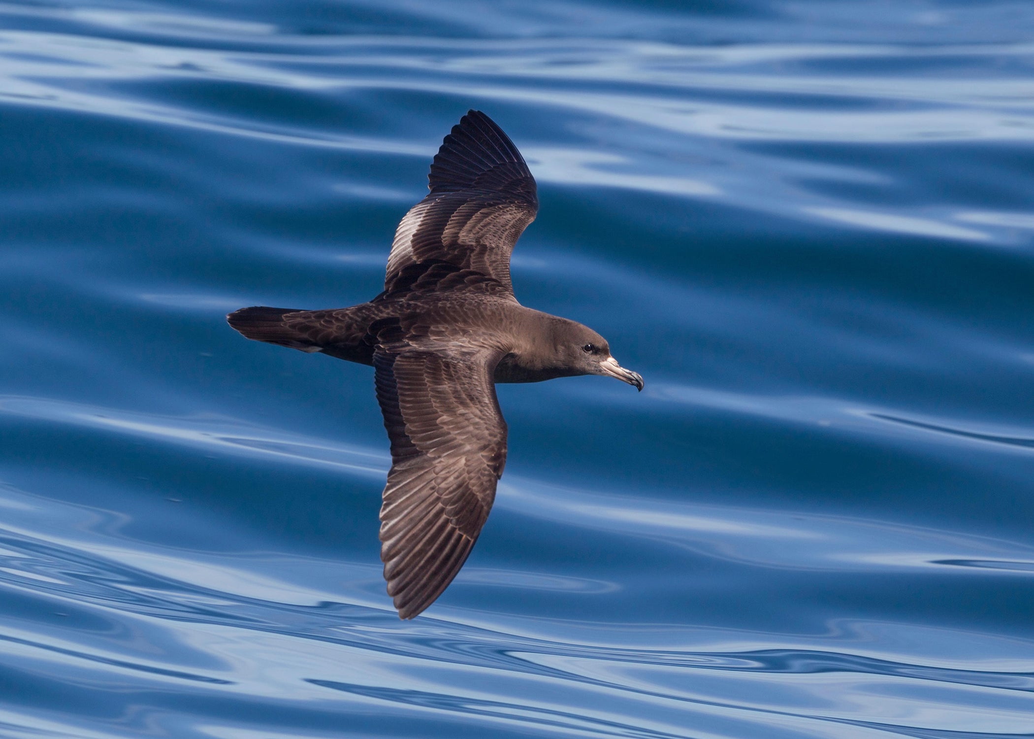 'Plasticosis' in Seabirds Could Herald New Era of Animal Disease thumbnail
