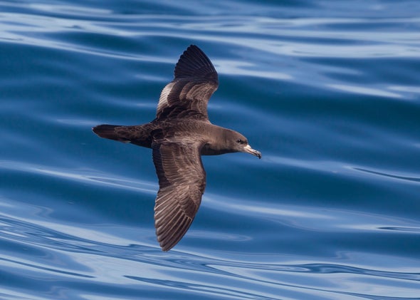 'Plasticosis' in Seabirds Could Herald New Era of Animal Disease