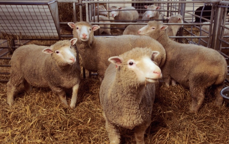 Реферат: Sheep Cloning Essay Research Paper Successful clone