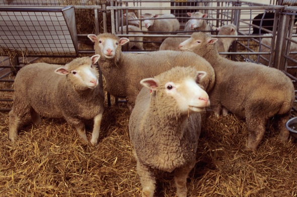 20 Years after Dolly the Sheep Led the Way—Where Is Cloning Now? -  Scientific American