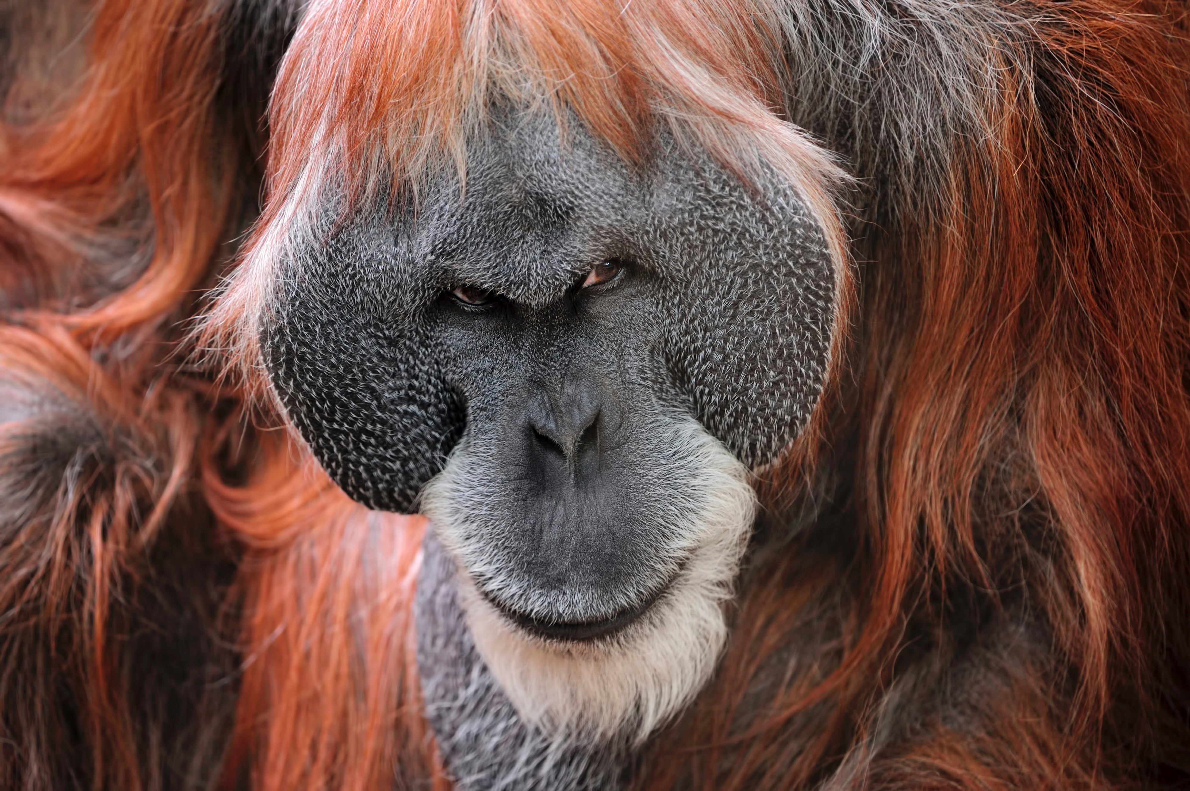 Primates Medium Orangutan 