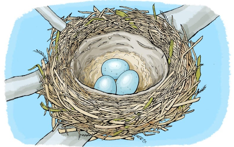 Bird Nest Hand Stock Illustrations  3217 Bird Nest Hand Stock  Illustrations Vectors  Clipart  Dreamstime