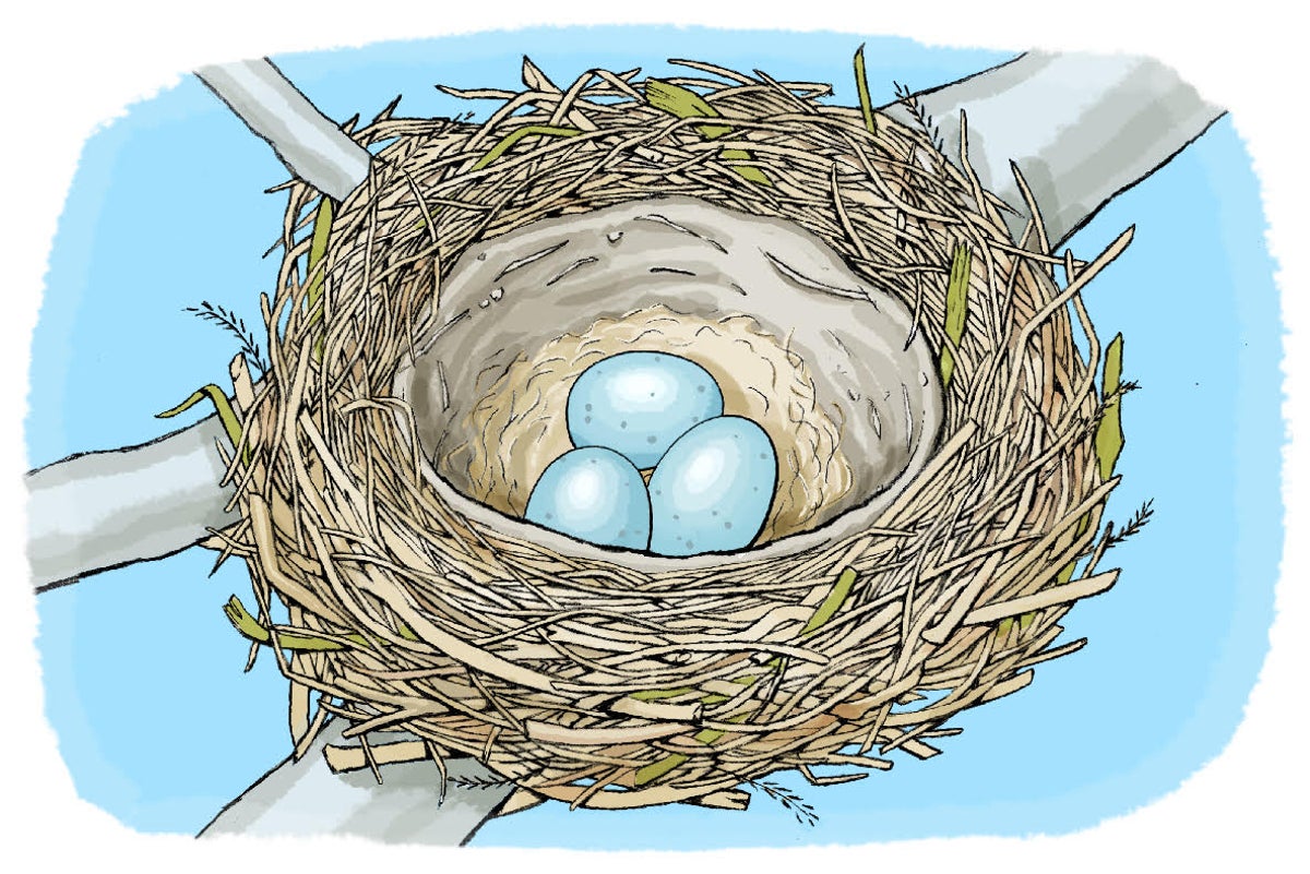How to Identify a Bird Nest