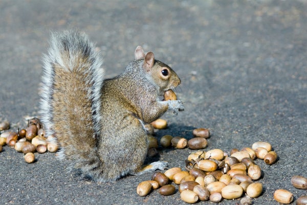 Grey squirrel (Sciurus carolinensis) eating acorns on a street.