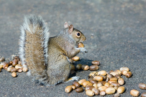 A 'mast year' for acorns - Columbia Journalism Review