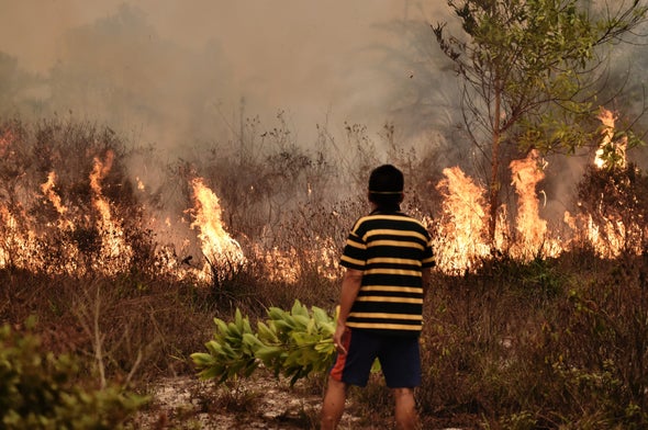 Rewetting the Swamp: Indonesia's Bold Plan