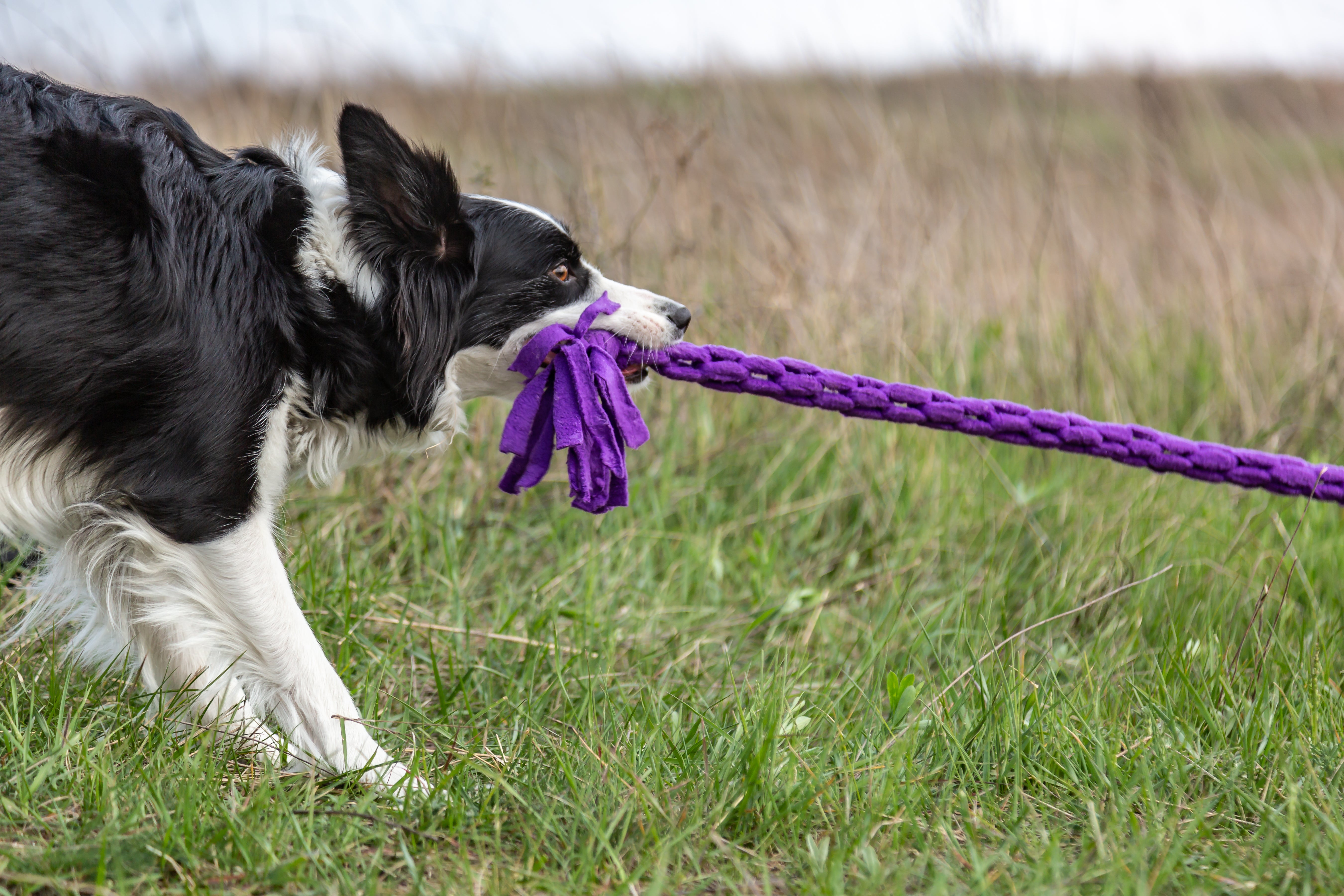 are collies sight hounds