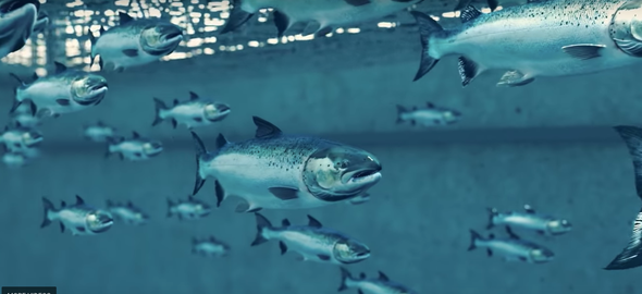 The Future of Fish Farming May Be Indoors