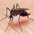 Why Your Summer Might Be Full of Mosquitoes