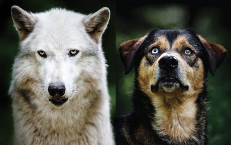 How Wolf Became Dog - Scientific American