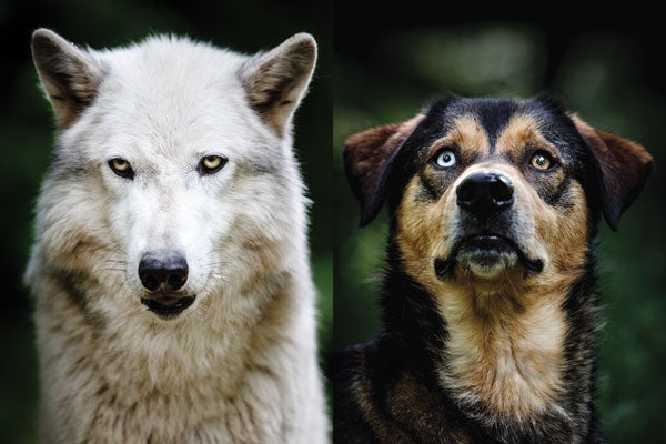 How Wolf Became Dog - Scientific American