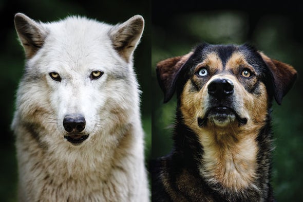 how do you tell the difference between a wolf and a dog
