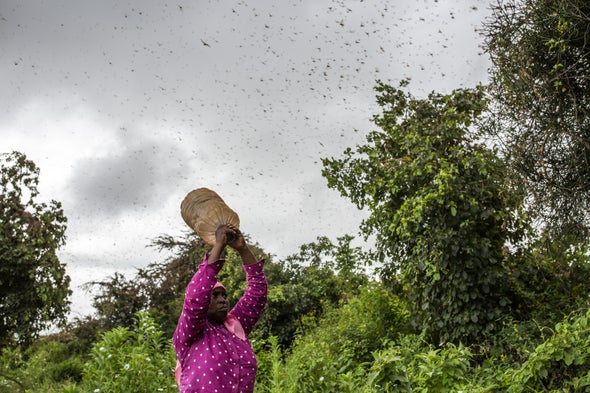 To Track Massive Locust Swarms, Officials Use Tool that Forecasts Smoke Plumes