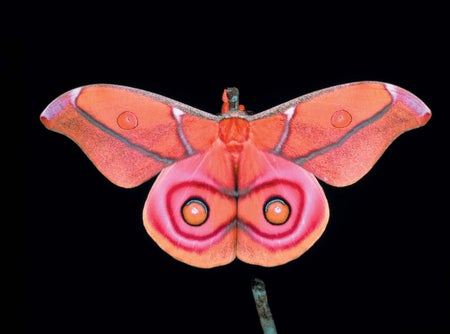 Pink butterfly.