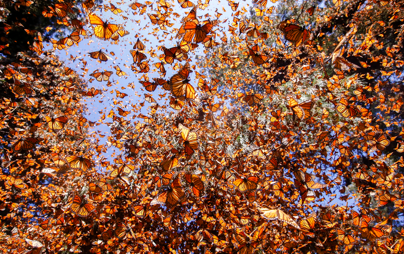 Protecting Monarch Butterflies Could Mean Moving Hundreds of Trees ...