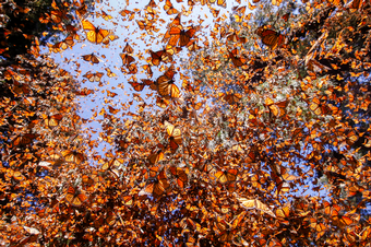 Protecting Monarch Butterflies Could Mean Moving Hundreds of Trees