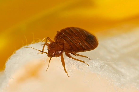Did Bed Bugs Bite Early Humans? Pest's Oldest Relatives Found in Oregon