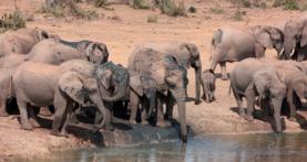 The Elephant in the Room: How Contraception Could Save Future Elephants ...