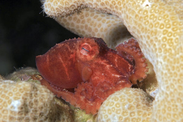 Pink star-sucker pygmy octopus snuggles down to rest in a yellowish knobby coral.