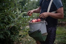 How Climate Change Hurt this Year's Apple Harvest