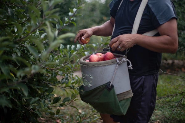 Close-up of bright red apples in a basket strapped to apple picker in orchard.