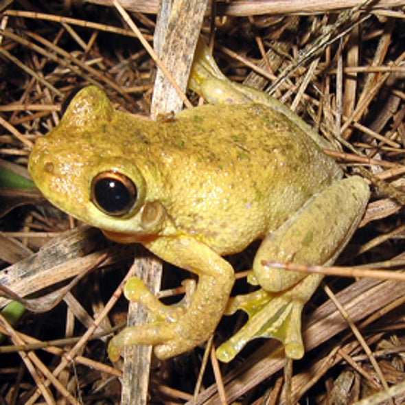 FrogWatch USA