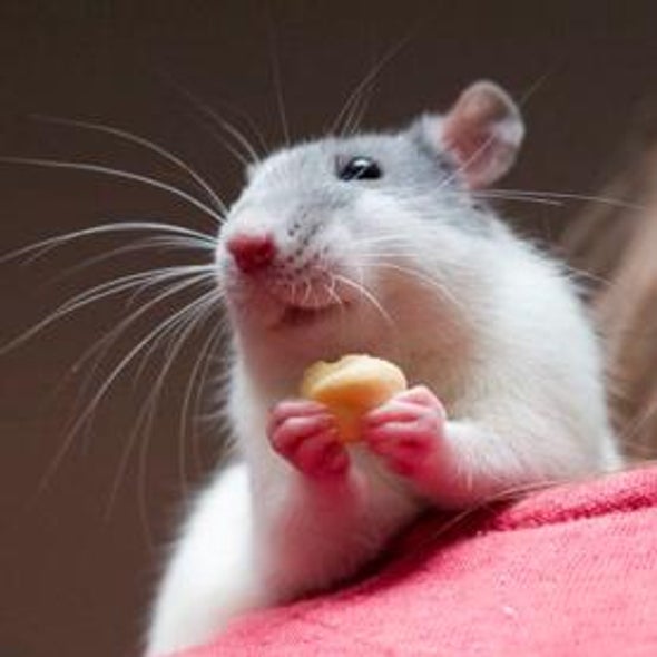 Jailbreak Rat: Selfless Rodents Spring Their Pals and Share Their Sweets