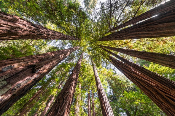 Towering Sequoias Are Even Bigger Than Thought, Laser Scans Suggest