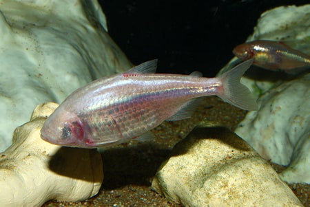 Blind Cavefish