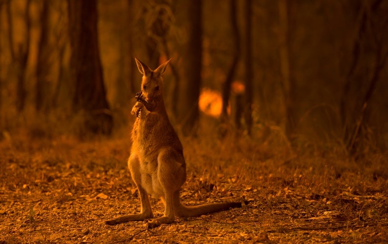 Australia's Bushfires Have Likely Devastated Wildlife--and the Impact Will Only Get Worse - Scientific American