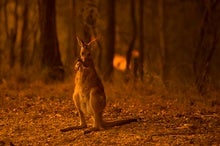 Australia's Bushfires Have Likely Devastated Wildlife--and the Impact Will Only Get Worse