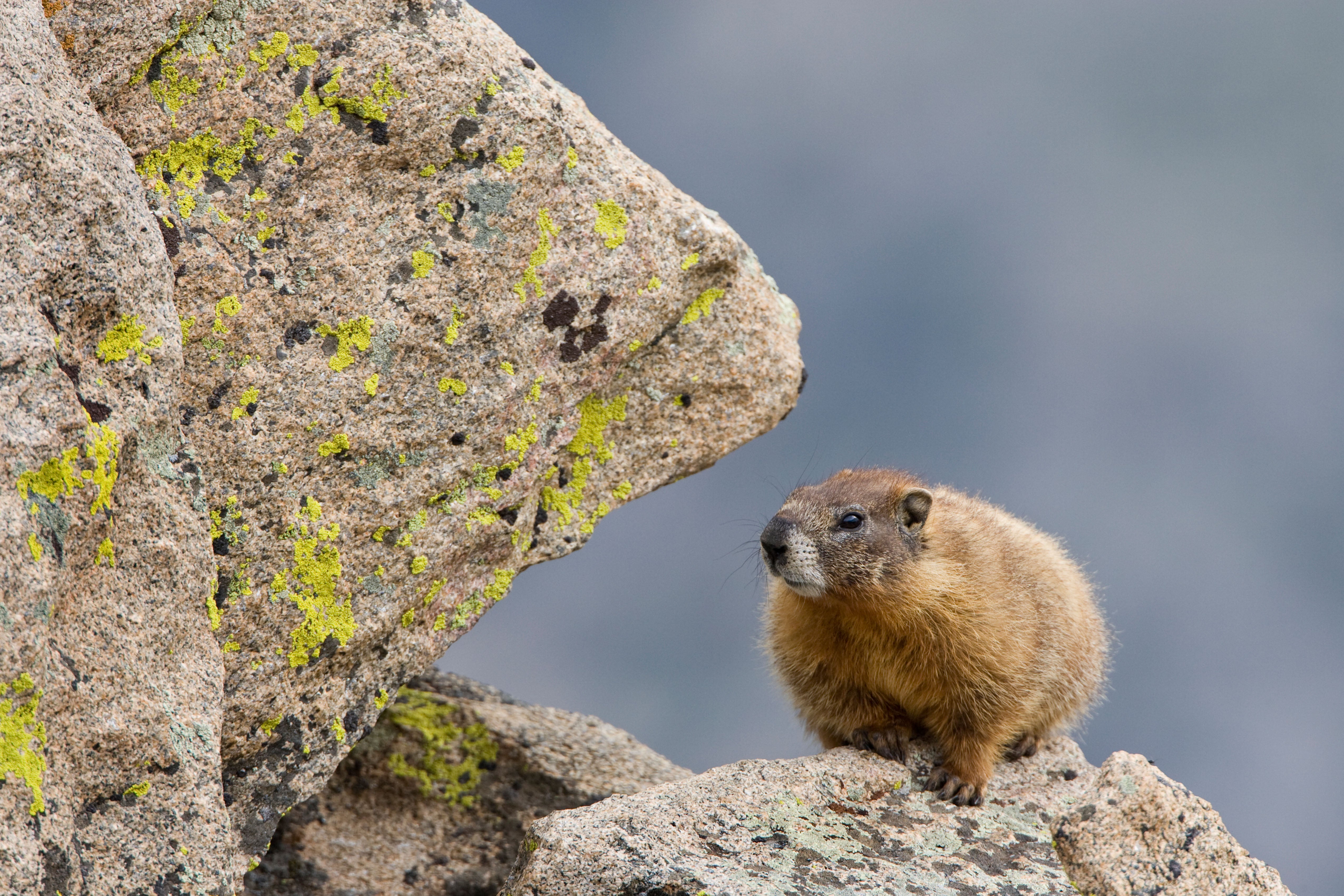 Mountain Mammals Climb Higher to Beat the Heat