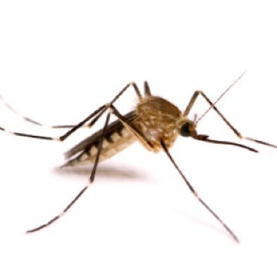 Prickly Problem: Engineering Mosquitoes to Spread Less Disease without Boosting Virulence