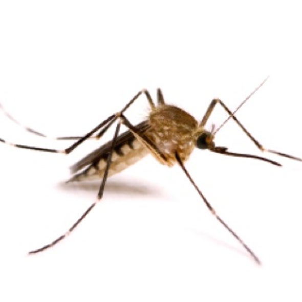 Prickly Problem: Engineering Mosquitoes to Spread Less Disease without Boosting Virulence