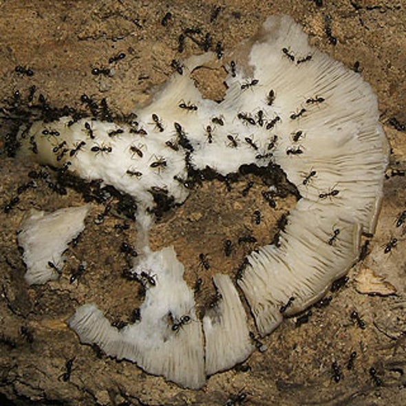 Fungus-Loving Ants Live Primarily on Mushrooms