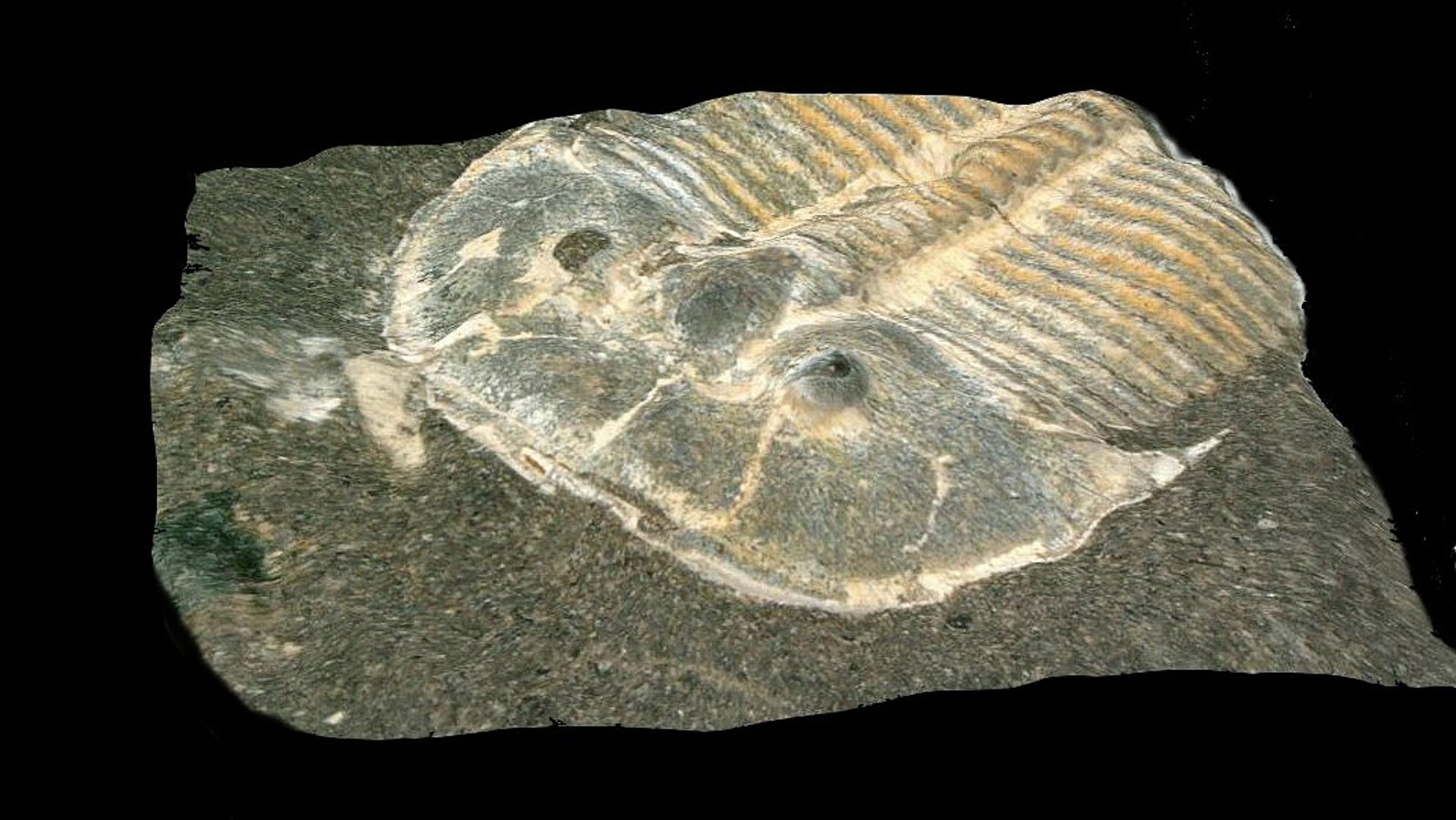 A 429-Million-Year-Old Trilobite Had Eyes like Those of Modern