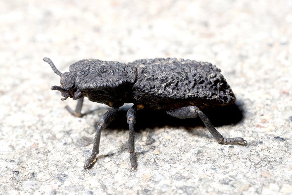 This Beetle's Stab-Proof Exoskeleton Makes It Almost Indestructible
