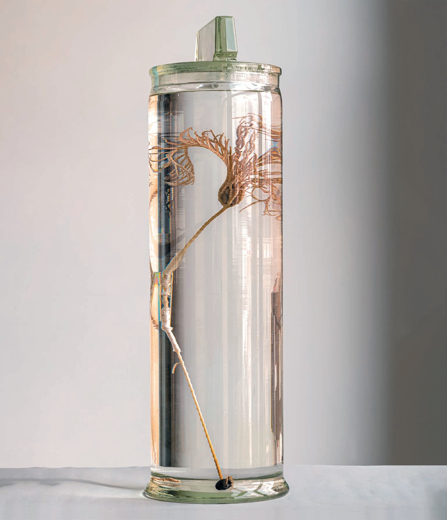 A crinoid, or sea lily, in a glass jar.