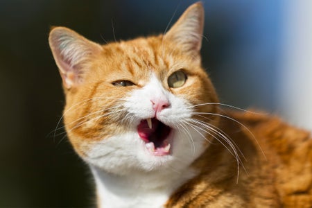 Close up photo of orange and white European Shorthair cat caught with a humorous facial contortion that resembles a snarl with one side of the mouth stretched upwards, exposing the lower fangs and fang on the upper lefthand side, the left eye squinting.