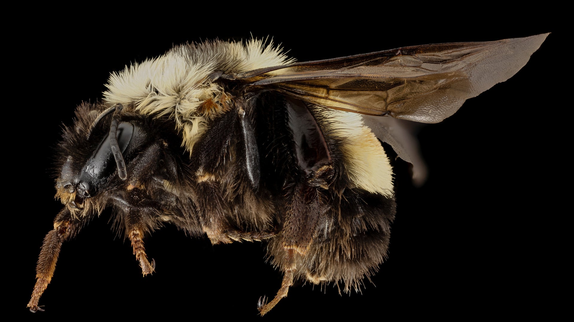 U.S. Lists a Bumble Bee Species as Endangered for First Time