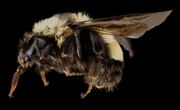 U.S. Lists a Bumble Bee Species as Endangered for First Time