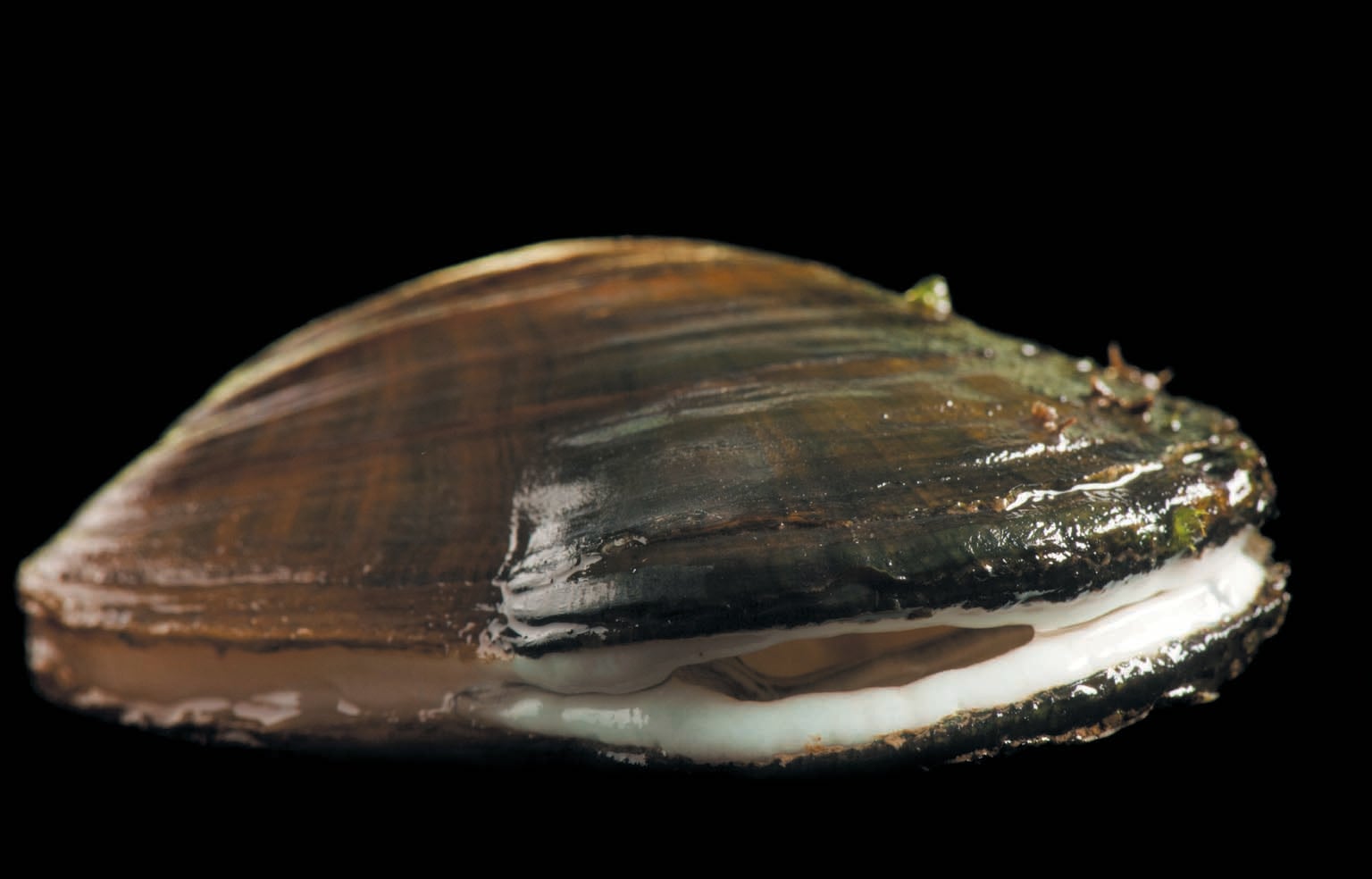 A brown and green mussel with light brown stripes shown against a black background.