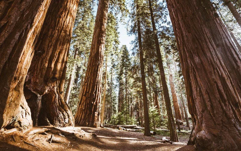 are dogs allowed in the redwood forest