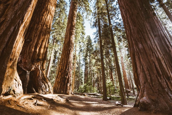 To Save the Redwoods, Scientists Debate Burning and Logging