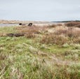 West Coast Wetlands Could Nearly Disappear in 100 Years