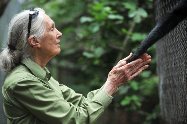 Jane Goodall takes the hand of a Spider Monkey