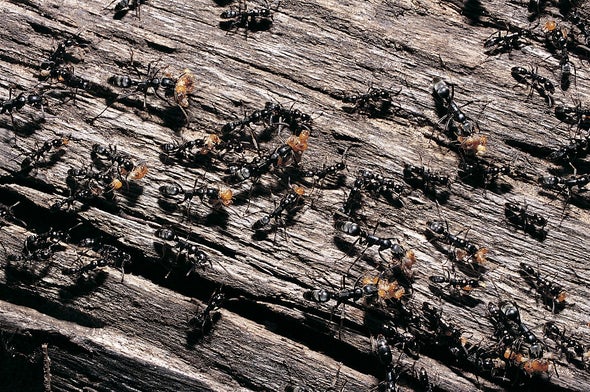 Ants Stick to Cliques to Dodge Disease